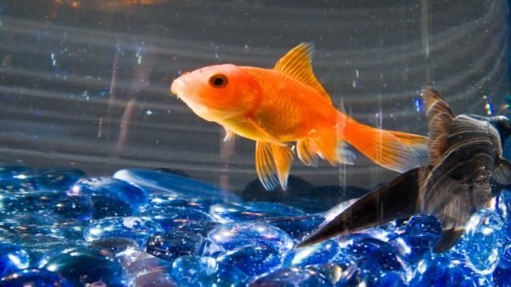 ما هو الحيوان الذي ينام وعيناه مفتوحتان