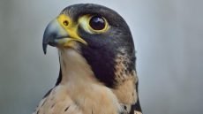 ما هو الطائر الاسرع في العالم