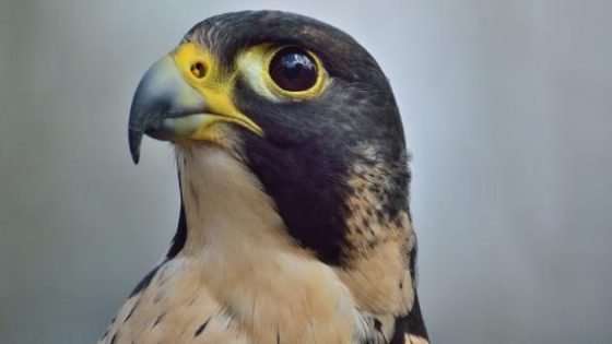 ما هو الطائر الاسرع في العالم