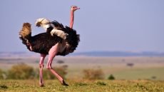 ما هو الطائر الذي تطحن معدته الحجاره