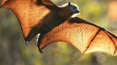 ما هو الطائر الذي يلد ولا يبيض