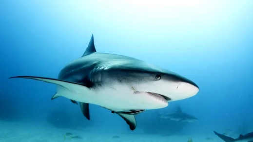 ما هو الحيوان الذي لا ينام