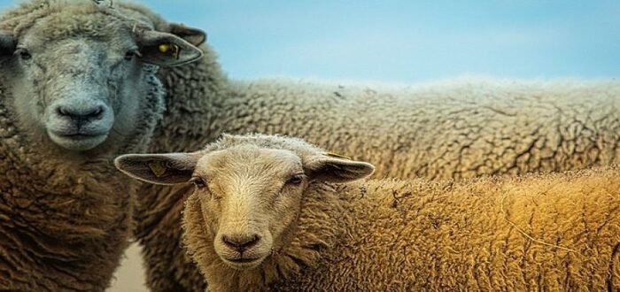 حكم وسم البهيمة في وجهها