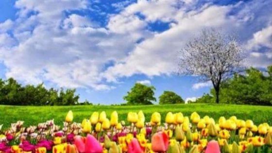 تعبير عن فصل الربيع